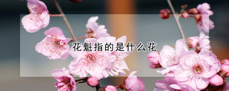 花魁指的是什么花