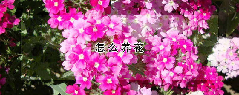 怎么養(yǎng)花