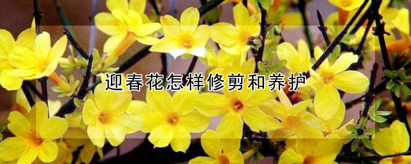 迎春花怎樣修剪和養(yǎng)護(hù)