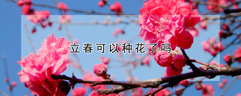 立春可以種花了嗎