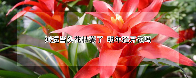 鴻運(yùn)當(dāng)頭花枯萎了 明年還開花嗎