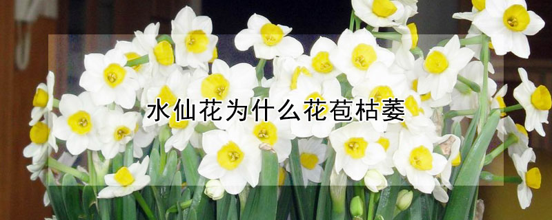 水仙花為什么花苞枯萎