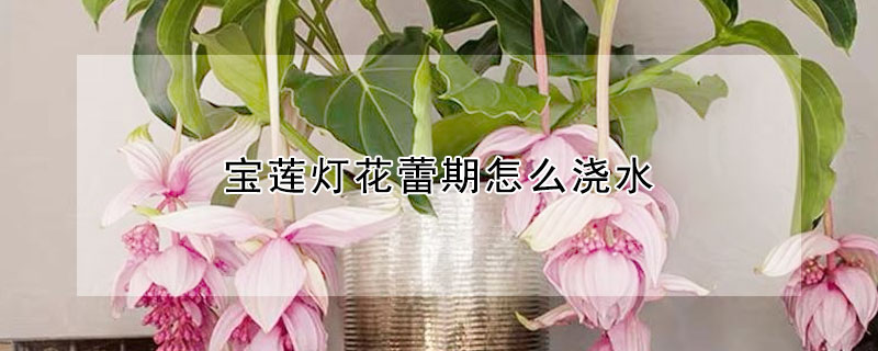 寶蓮燈花蕾期怎么澆水