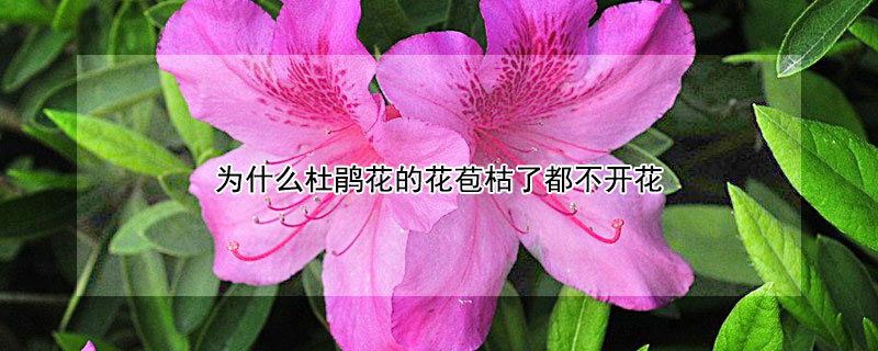 為什么杜鵑花的花苞枯了都不開花