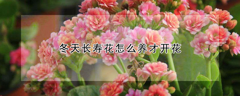 冬天長壽花怎么養才開花