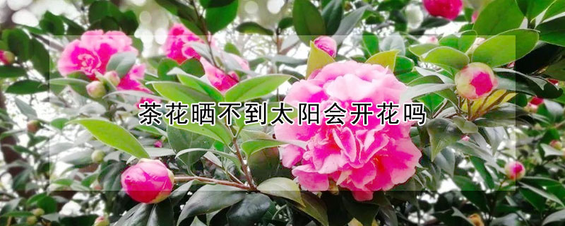 茶花曬不到太陽會開花嗎