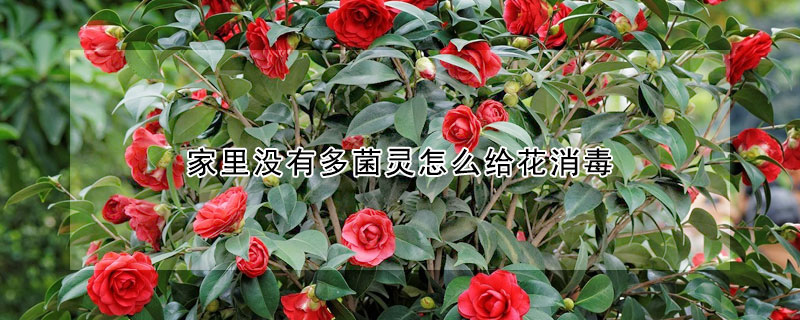 家里沒有多菌靈怎么給花消毒