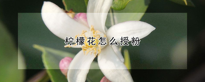 檸檬花怎么授粉