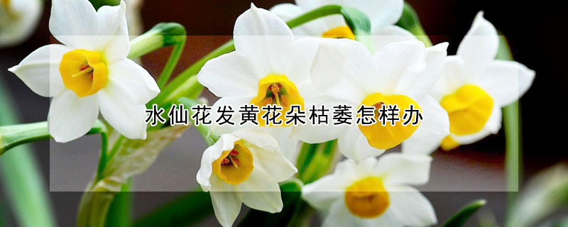 水仙花發(fā)黃花朵枯萎怎樣辦