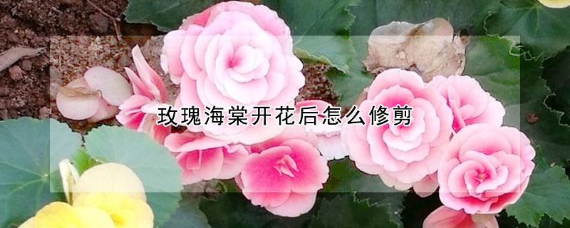 玫瑰海棠開花后怎么修剪