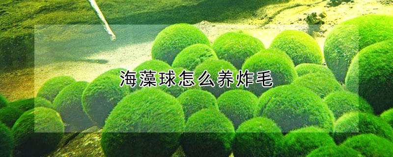 海藻球怎么養(yǎng)炸毛