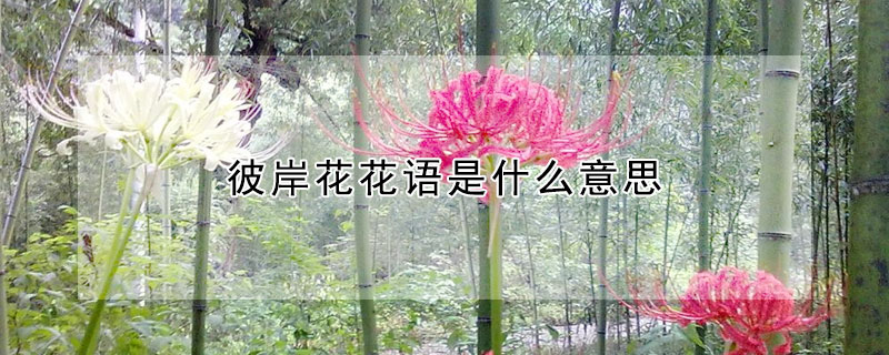 彼岸花花語是什么意思