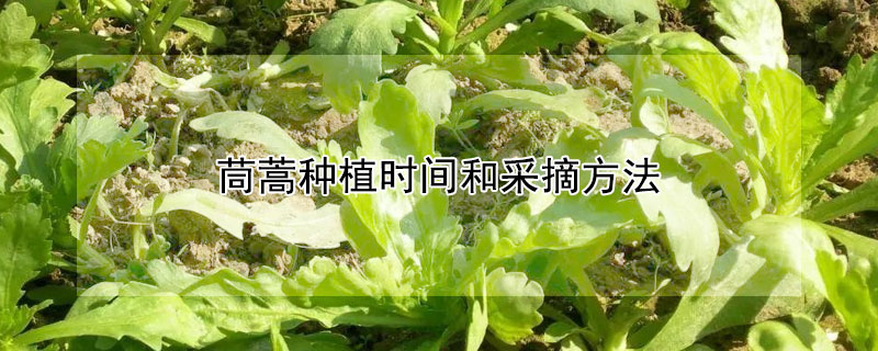 茼蒿種植時間和采摘方法