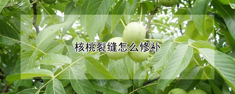 核桃裂縫怎么修補