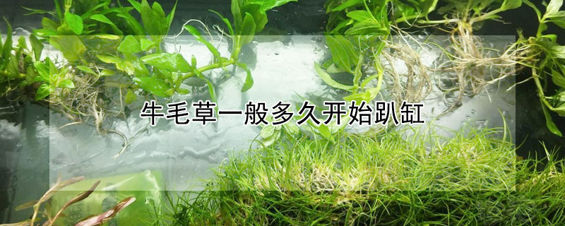 牛毛草一般多久開始趴缸