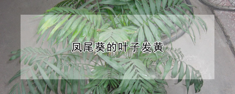 鳳尾葵的葉子發(fā)黃