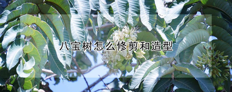 八寶樹(shù)怎么修剪和造型