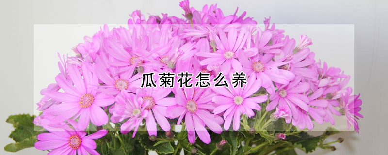 瓜菊花怎么養