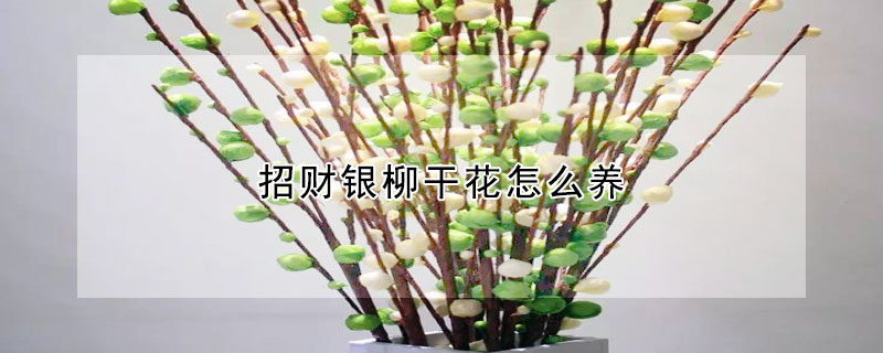 招財(cái)銀柳干花怎么養(yǎng)