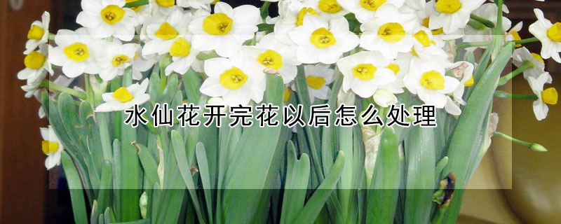 水仙花開完花以后怎么處理