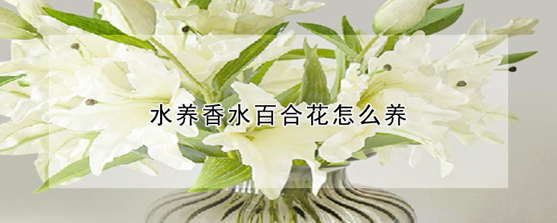 水養香水百合花怎么養