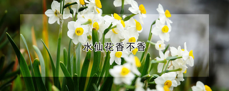 水仙花香不香