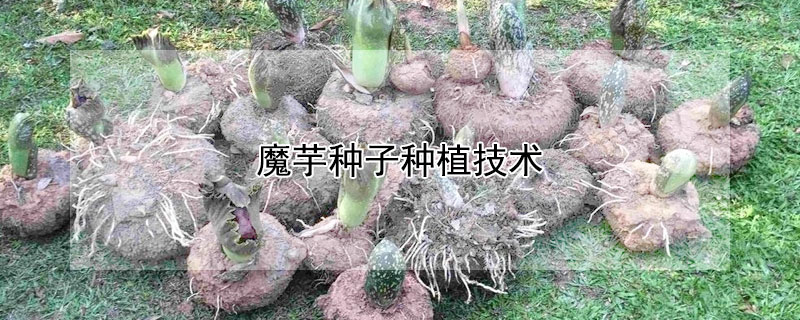 魔芋種子種植技術