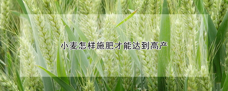 小麥怎樣施肥才能達到高產(chǎn)