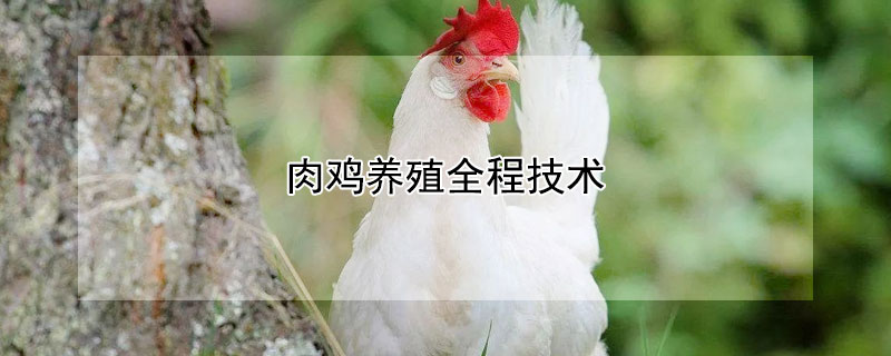 肉雞養(yǎng)殖全程技術(shù)