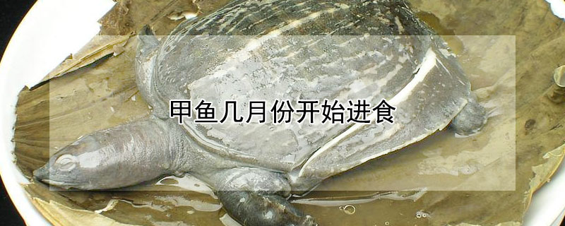 甲魚(yú)幾月份開(kāi)始進(jìn)食