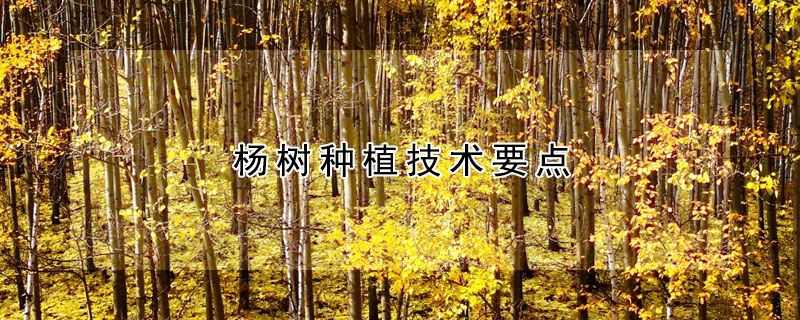 楊樹(shù)種植技術(shù)要點(diǎn)