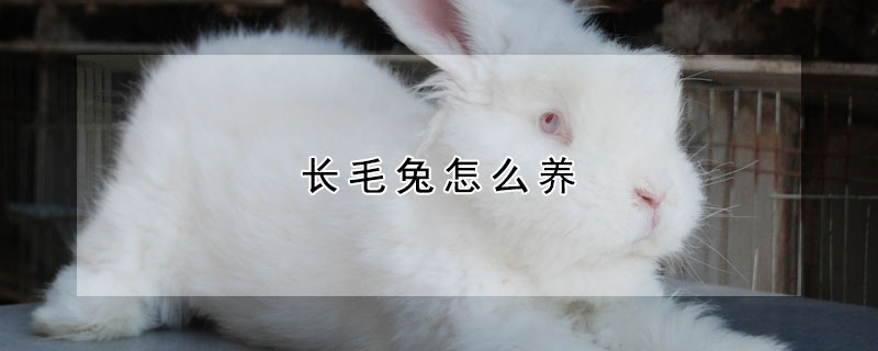 長毛兔怎么養(yǎng)