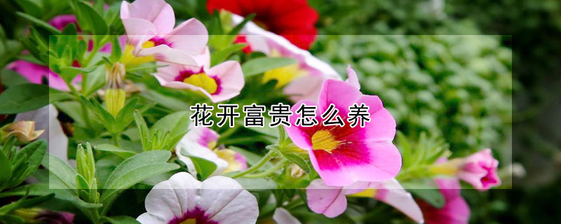 花開富貴怎么養(yǎng)