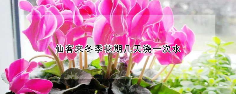 仙客來冬季花期幾天澆一次水