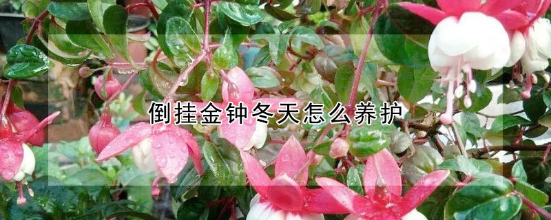 倒掛金鐘冬天怎么養(yǎng)護