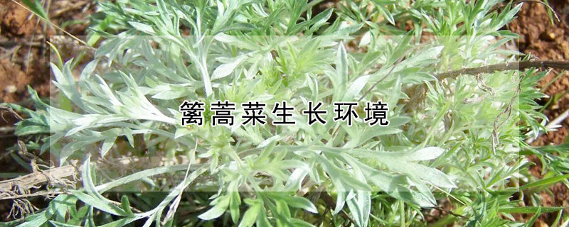 籬蒿菜生長環境