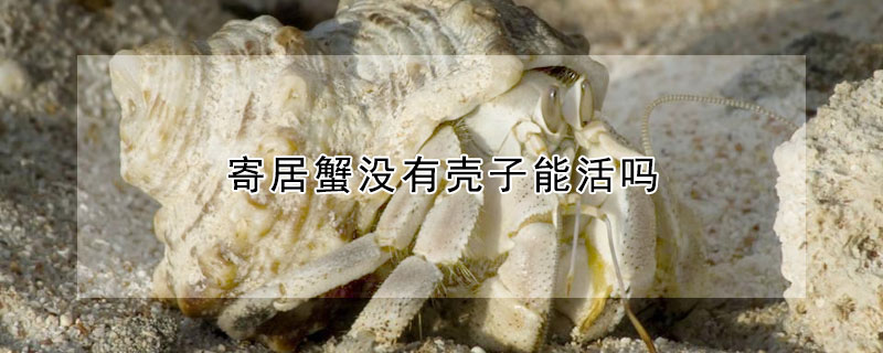 寄居蟹沒有殼子能活嗎