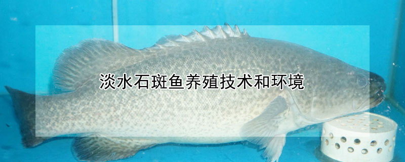 淡水石斑魚養(yǎng)殖技術(shù)和環(huán)境