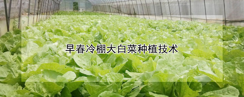 早春冷棚大白菜種植技術