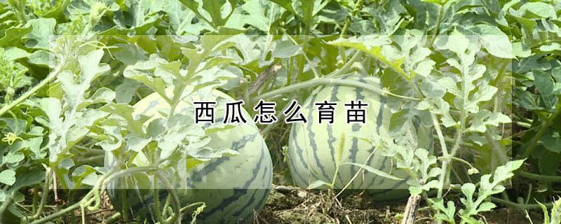 西瓜怎么育苗