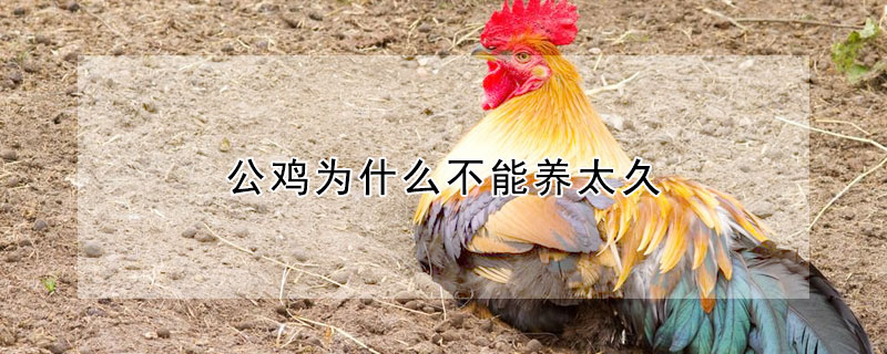 公雞為什么不能養(yǎng)太久