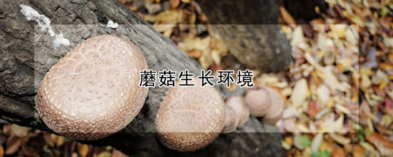 蘑菇生長環(huán)境