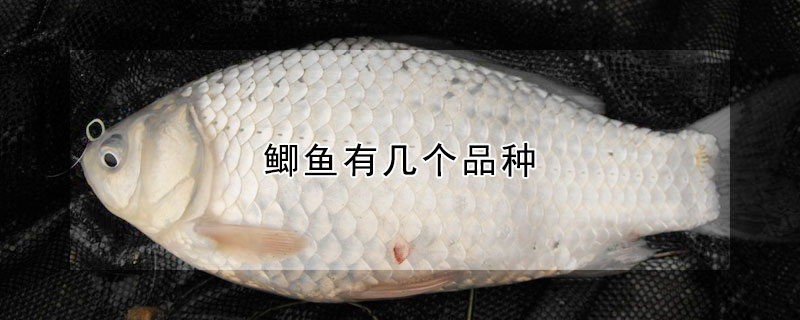 鯽魚有幾個品種