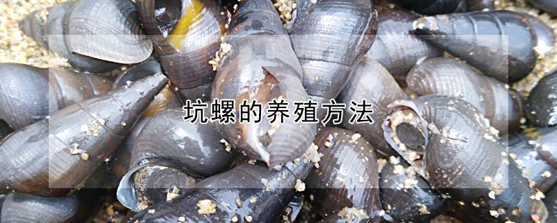 坑螺的養(yǎng)殖方法