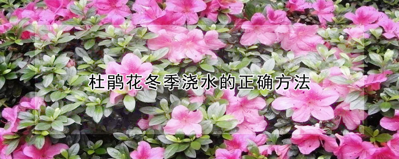 杜鵑花冬季澆水的正確方法