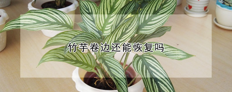 竹芋卷邊還能恢復(fù)嗎