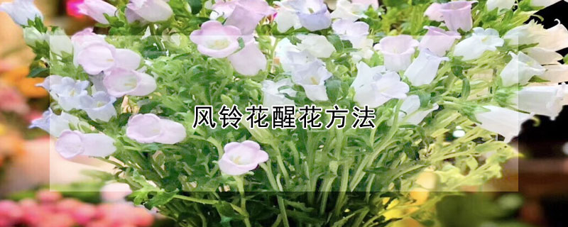 風(fēng)鈴花醒花方法