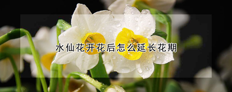 水仙花開花后怎么延長花期