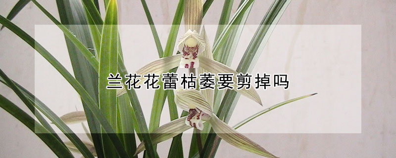 蘭花花蕾枯萎要剪掉嗎