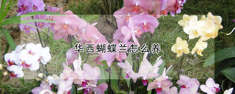 華西蝴蝶蘭怎么養